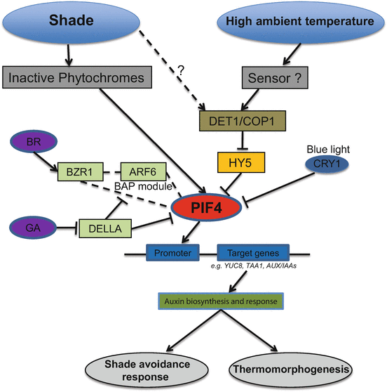 Interaction Of Light And Temperature Signaling At The Plant - 