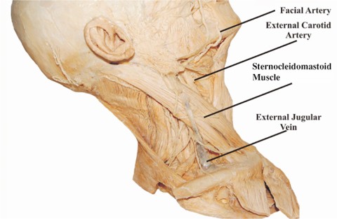 Vascular Anatomy of Central and Peripheral Veins | SpringerLink