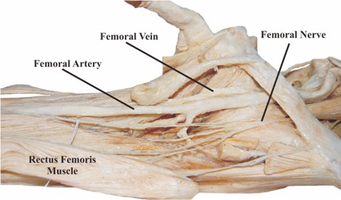 Vascular Anatomy of Central and Peripheral Veins | SpringerLink