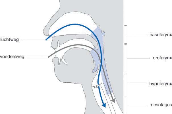 14 Farynx Springerlink