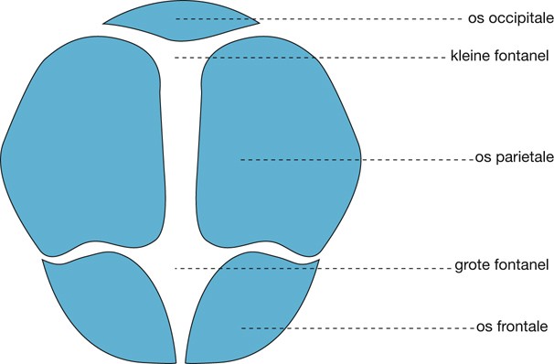 22 Verloskunde Springerlink