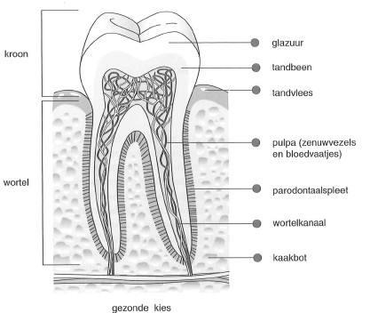 Voeding En Mond En Tandziekten Springerlink