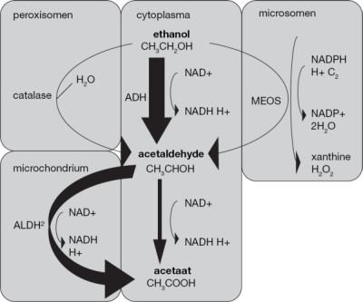 Weglaten Concurrenten Bermad Alcohol | SpringerLink