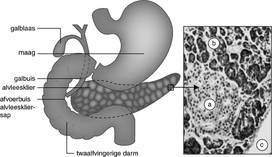 Voeding Bij Pancreasaandoeningen Springerlink