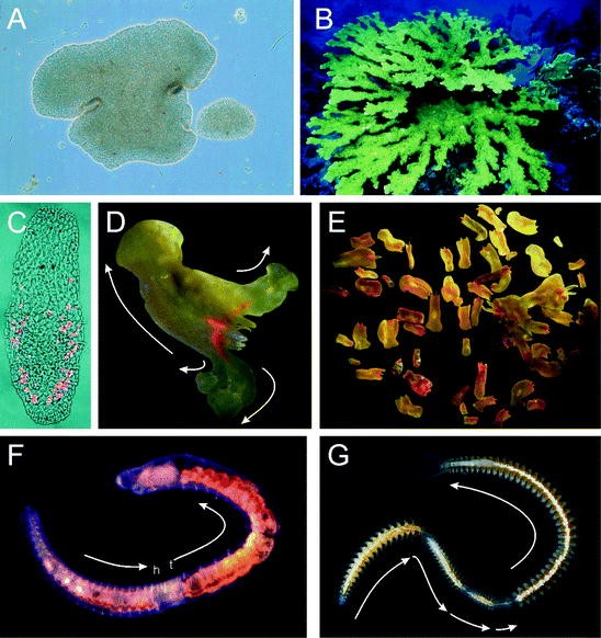 Stem Cells in Asexual Reproduction of Marine Invertebrates ...