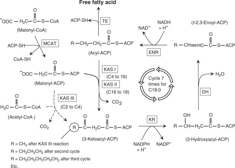 Fatty Acid Biosynthesis in Plants — Metabolic Pathways, Structure and