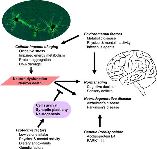 Aging of the Nervous System | SpringerLink
