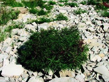 The Ohio Nature Blog Virginia Spiraea