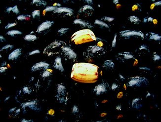 Canarium odontophyllum  SpringerLink