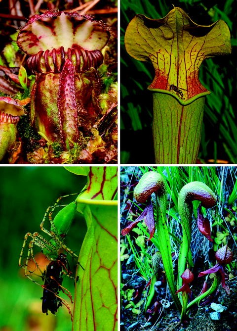 - VERY RARE carnivorous plant tuberous sundew ADULT tuber Drosera squamosa 