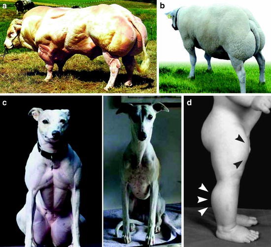 Role Of Myostatin In Skeletal Muscle Growth And Development