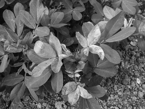Plant Inventory At 20 Timothy Prunus X Cistena Purpleleaf