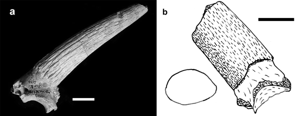 Bovidae Springerlink