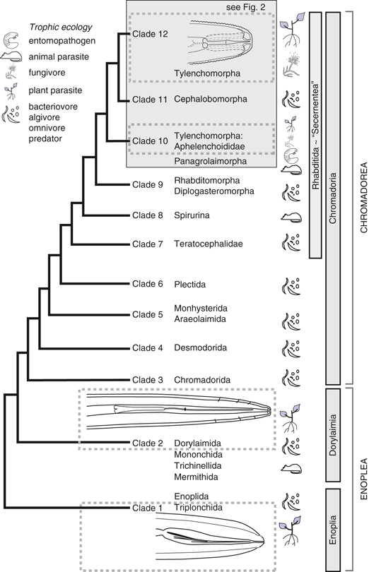 Phylogeny and Evolution of Nematodes SpringerLink