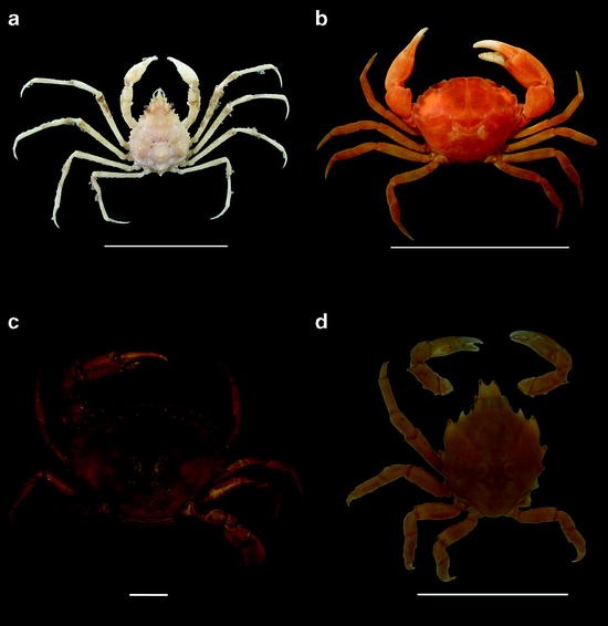 Alien Decapod Crustaceans In The Southwestern Atlantic Ocean - 
