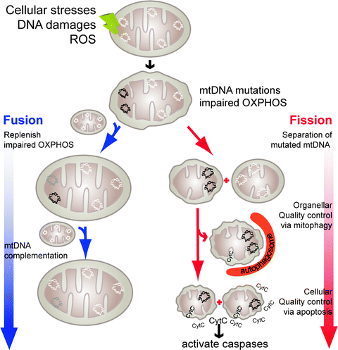 The Genetics of Mitochondrial Fusion and Fission | SpringerLink