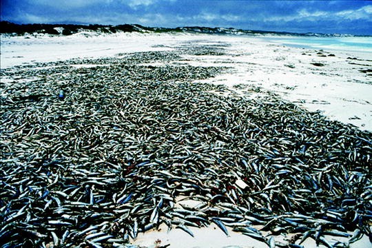 Biological Processes Springerlink