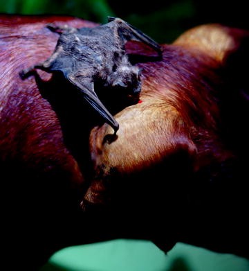 Biological Processes Springerlink