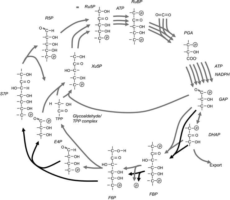 Autotrophic Carbon Dioxide Fixation Springerlink