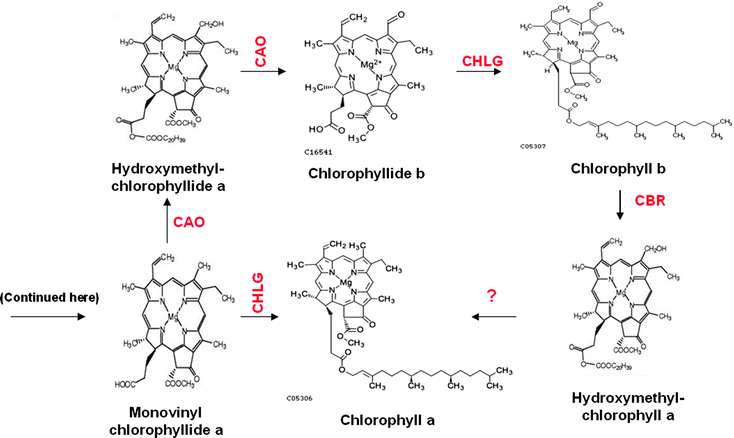 Chlorophyll Biosynthesis In Higher Plants | SpringerLink