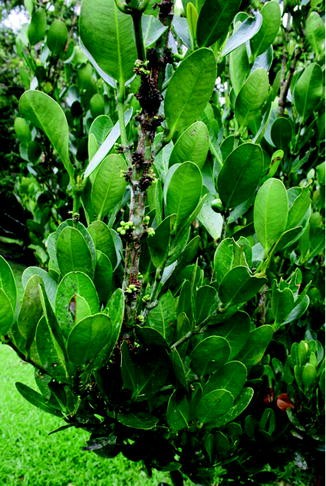 Forskolin dziala photo 3
