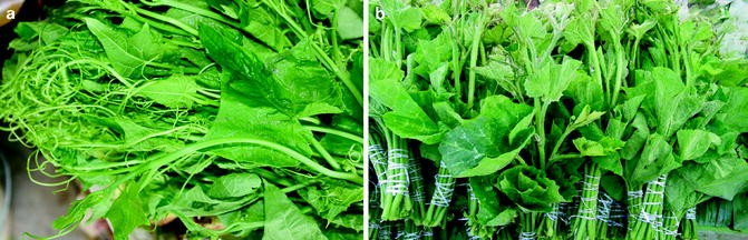 Cucurbita Moschata Springerlink Cucurbita Moschata Springerlink