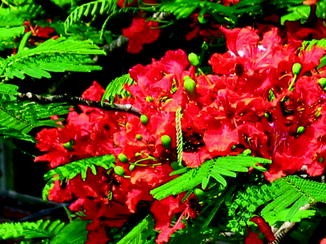 African Tuliptree Facts And Medicinal Uses