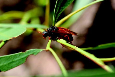 Forest Insects Springerlink
