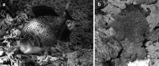 species case studies springerlink