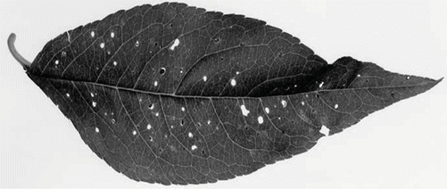 Leaf Spots Springerlink