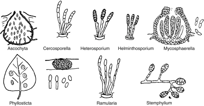 helminthosporium echinulatum vilagito fereg