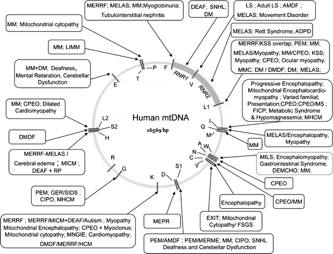 Physiology and Pathophysiology of Mitochondrial DNA | SpringerLink