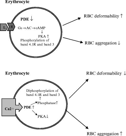 Role Ca2 In Mechanisms Of The Red Blood Cells Microrheological Changes Springerlink
