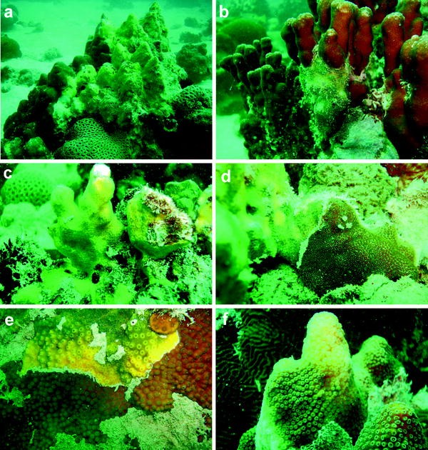 Diseases Harmful Algae Blooms Habs And Their Effects On - 