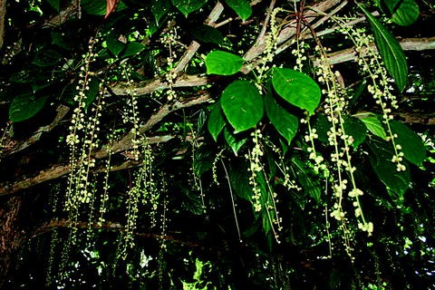 Baccaurea racemosa  SpringerLink