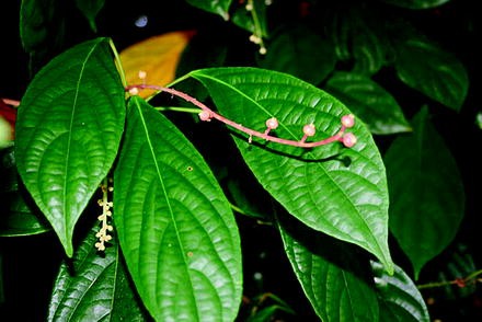 Baccaurea racemosa  SpringerLink