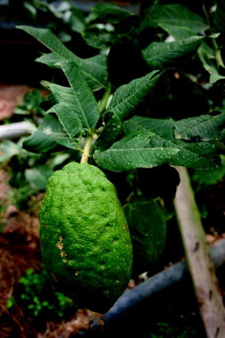 Citrus Medica Springerlink