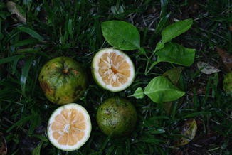 Citrus X Aurantium Sour Orange Group Springerlink