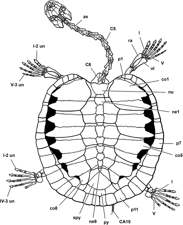 A New Long-Necked Turtle, Laganemys tenerensis (Pleurodira ...