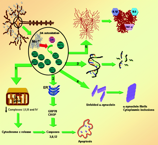 Manganese Homeostasis and Transport SpringerLink