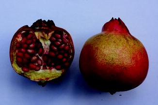 Punica granatum SpringerLink