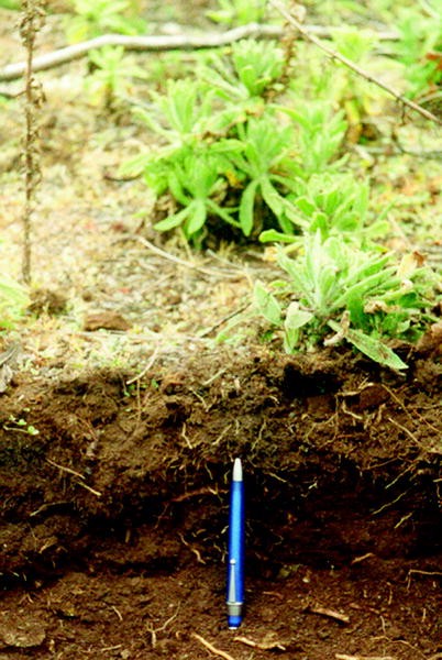 Future Plants By Randy Stewart Cleyera Japonica Ternstroemia