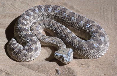rattlesnake jordans