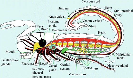 Scorpion Anatomy Anatomy Drawing Diagram