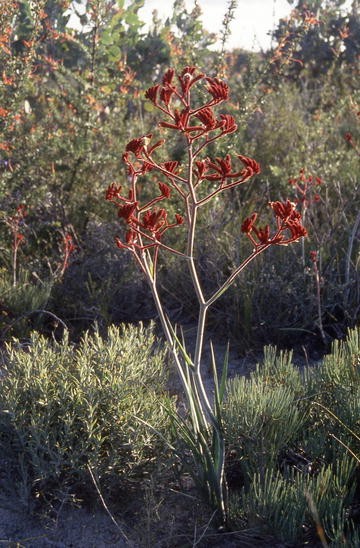 How To Quantify Endemism Springerlink