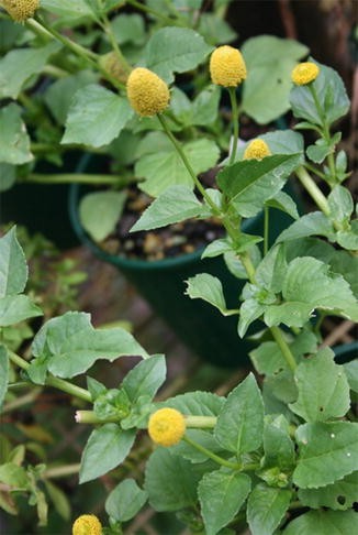 Acmella Oleracea Springerlink