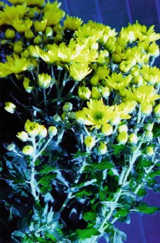 Chrysanthemum Morifolium Springerlink