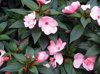 Impatiens Walleriana Springerlink