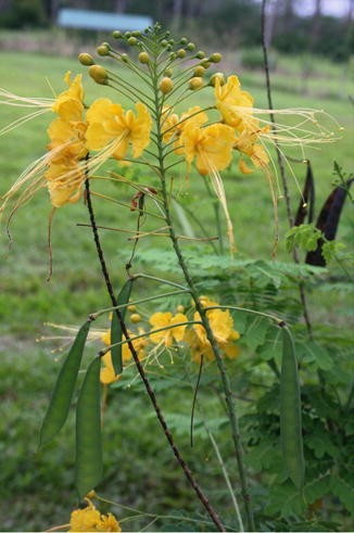 Caesalpinia Pulcherrima Springerlink