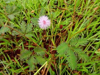 anthelmintic activity of mimosa pudica